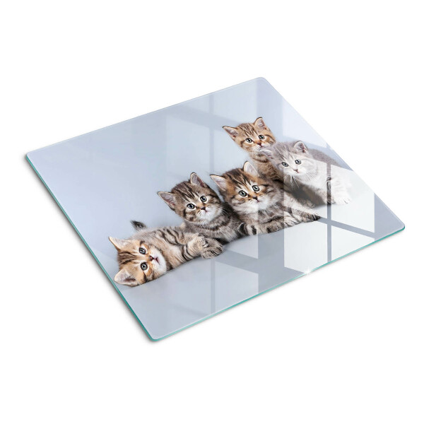 Glass kitchen board Cats in front of the window