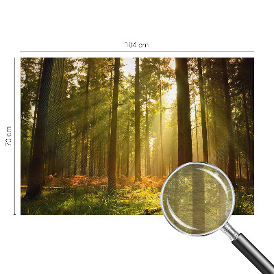 Wall mural for bedroom with a forest morning motif