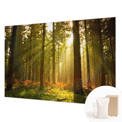 Wall mural for bedroom with a forest morning motif