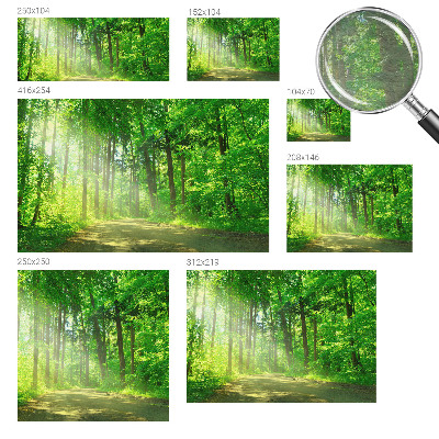 Large wall mural Forest path