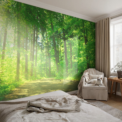 Large wall mural Forest path