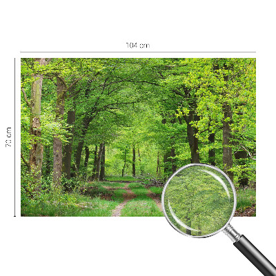 Large wall mural wallpaper with a forest path design