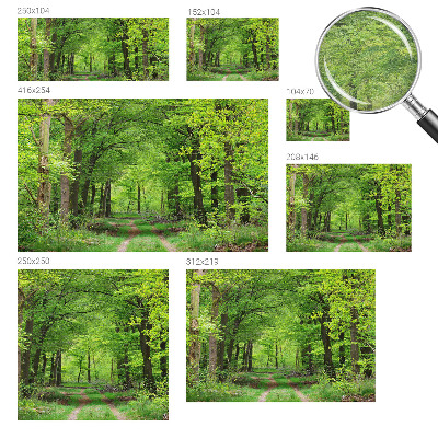 Large wall mural wallpaper with a forest path design