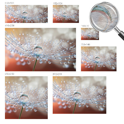 Large wall mural wallpaper A drop on a dandelion