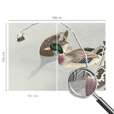 Non-woven photo wallpaper Calm ducks