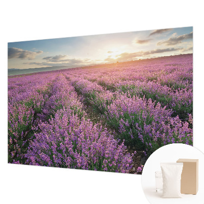 Large wall mural wallpaper with a lavender fields design