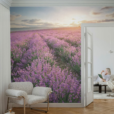 Large wall mural wallpaper with a lavender fields design