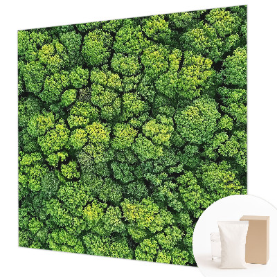 Non-woven photo wallpaper Forest panorama