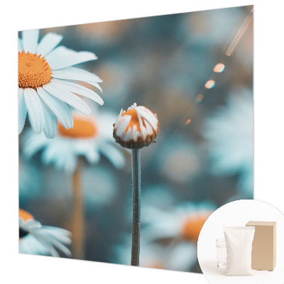 Modern wall mural Chamomile delicacy