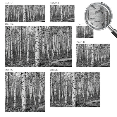 Large wallpaper mural with a birch forest design