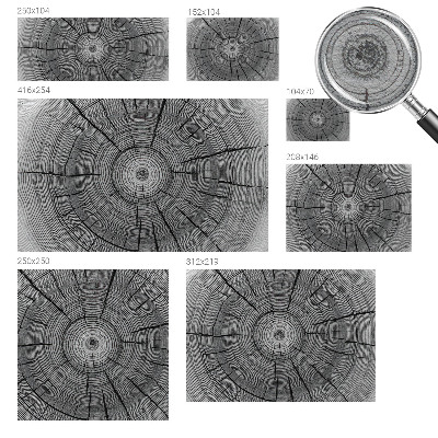 Modern wall mural for living room Forest harmony