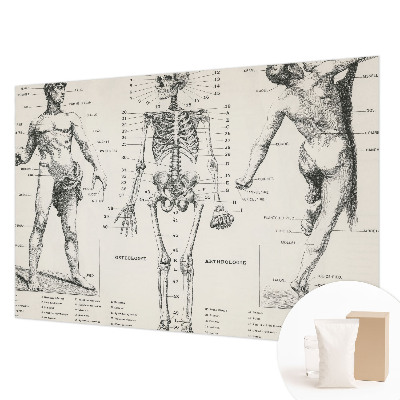 Large wall mural featuring a classical anatomy illustration