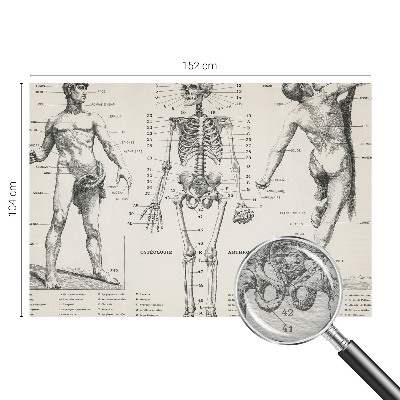 Large wall mural Classical anatomy