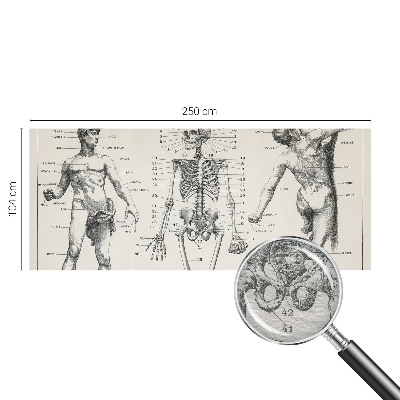 Large wall mural featuring a classical anatomy illustration