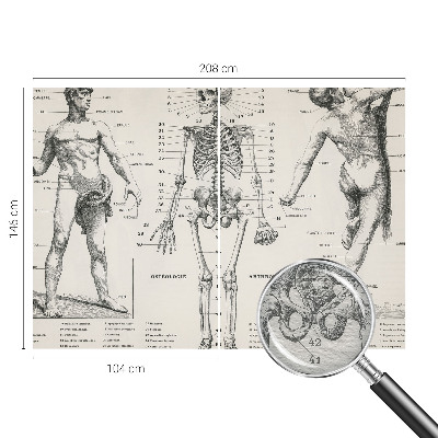 Large wall mural Classical anatomy