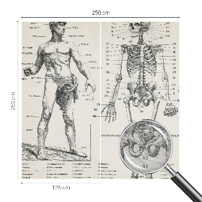Large wall mural Classical anatomy