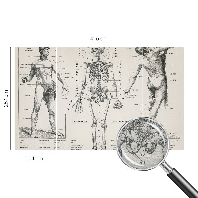 Large wall mural featuring a classical anatomy illustration