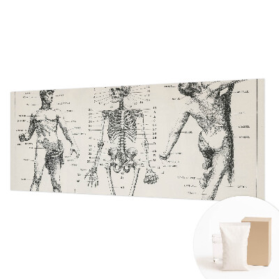 Large wall mural featuring a classical anatomy illustration