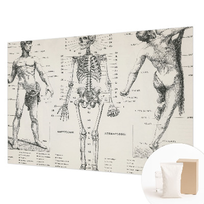 Large wall mural featuring a classical anatomy illustration