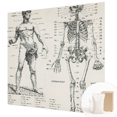 Large wall mural featuring a classical anatomy illustration