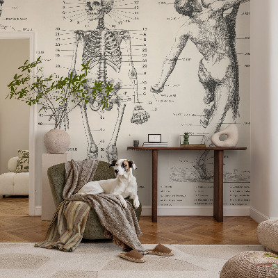 Large wall mural featuring a classical anatomy illustration