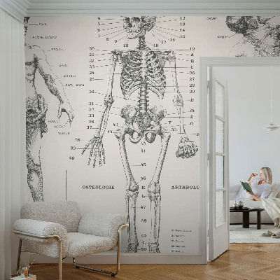 Large wall mural featuring a classical anatomy illustration