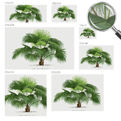 Modern wall mural for living room Exotic palm tree