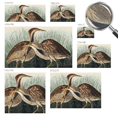 Wallpaper mural with a realistic bird motif