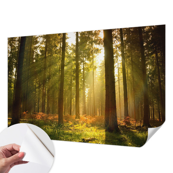 Removable wall mural wallpaper with a forest morning scene