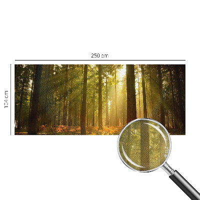 Removable wall mural wallpaper with a forest morning scene