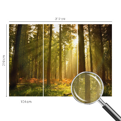 Removable wall mural wallpaper with a forest morning scene