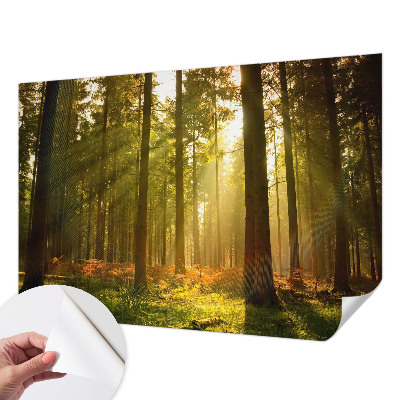 Removable wall mural wallpaper with a forest morning scene