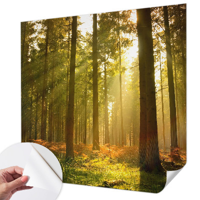 Removable wall mural wallpaper with a forest morning scene