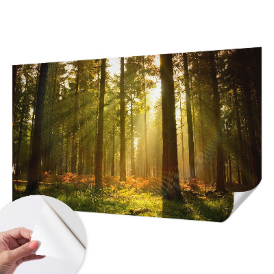 Removable wall mural wallpaper with a forest morning scene