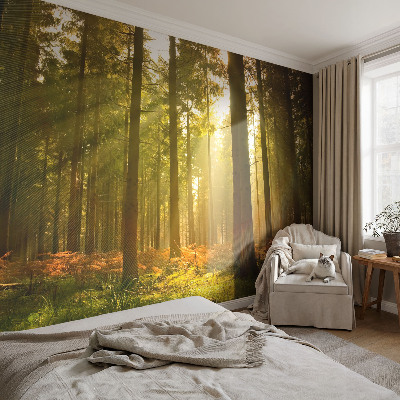 Removable wall mural wallpaper Forest morning