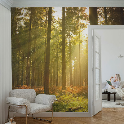 Removable wall mural wallpaper Forest morning
