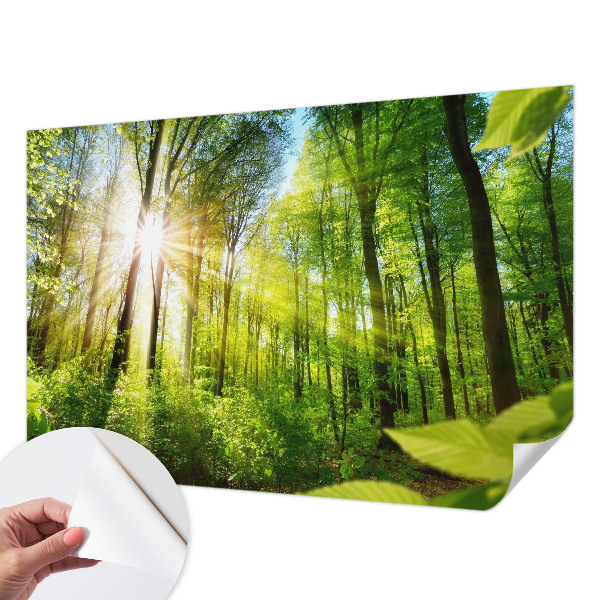 Stick-on wall mural featuring a forest bathed in soft light