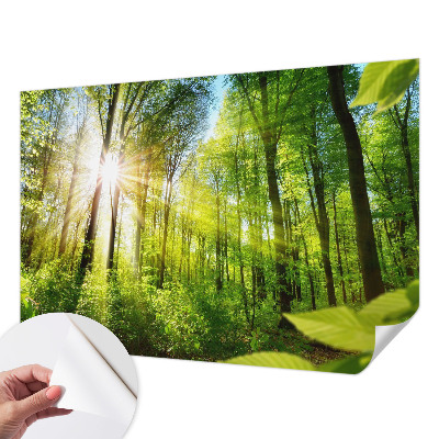 Stick-on wall mural Forest light