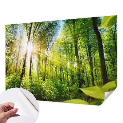Stick-on wall mural featuring a forest bathed in soft light