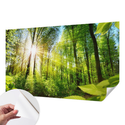Stick-on wall mural featuring a forest bathed in soft light