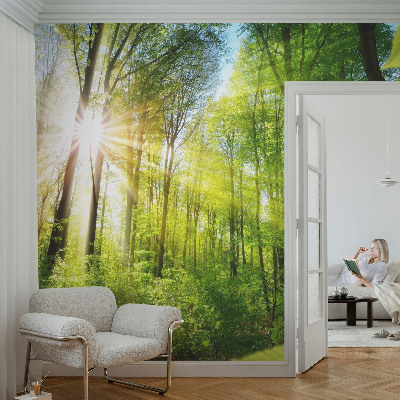 Stick-on wall mural featuring a forest bathed in soft light