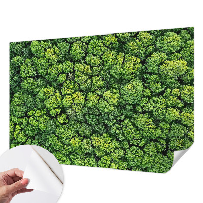 Peel and stick wall mural for kids' room Forest panorama