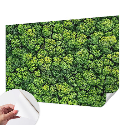 Peel and stick wall mural for kids' room Forest panorama