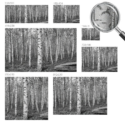 Stick-on wall mural with a birch forest design