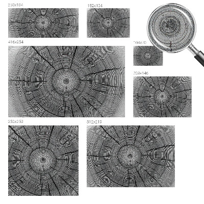 Peel and stick wall mural Forest harmony