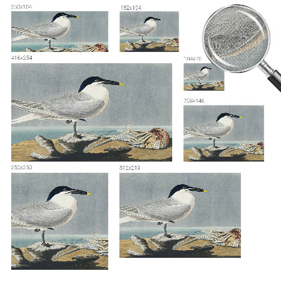 Stick-on wall mural with an ornithological design featuring elegant bird illustrations