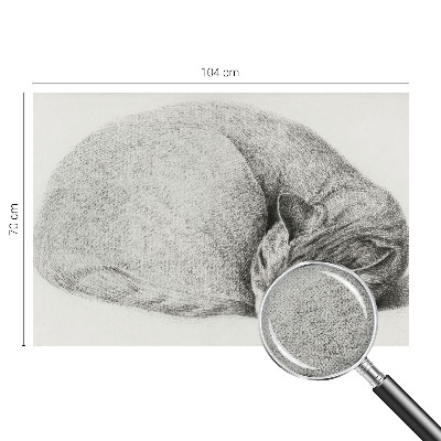 Peel and stick wall mural Curled up cat