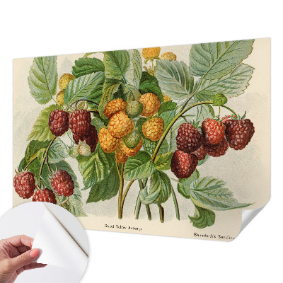 Peel and stick wall mural with a classic raspberry pattern