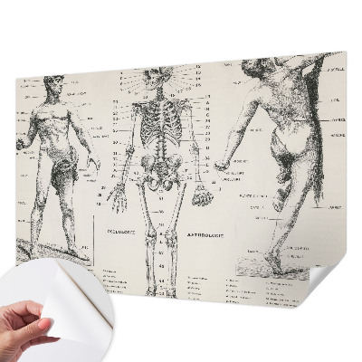 Removable wall mural wallpaper with a classical anatomy illustration