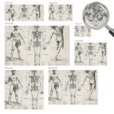 Removable wall mural wallpaper Classical anatomy